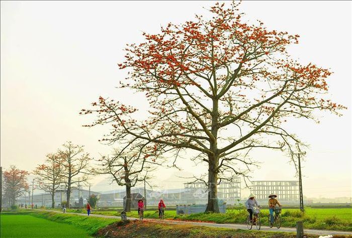 Mùa hoa gạo gắn liền với tháng 3. Hoa gạo nở là lúc những đợt rét cuối cùng của mùa đông sắp qua, mùa hè sắp đến.