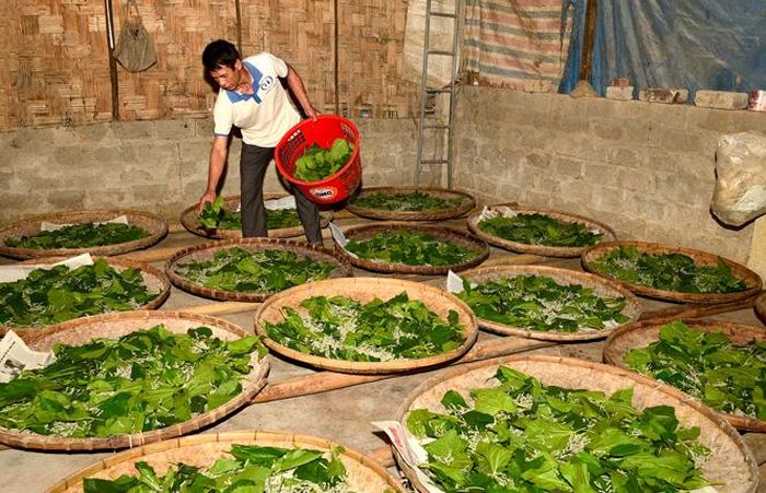 Ông Nguyễn Văn Đông, thôn 10 trồng dâu nuôi tằm, cho thu nhập khá.