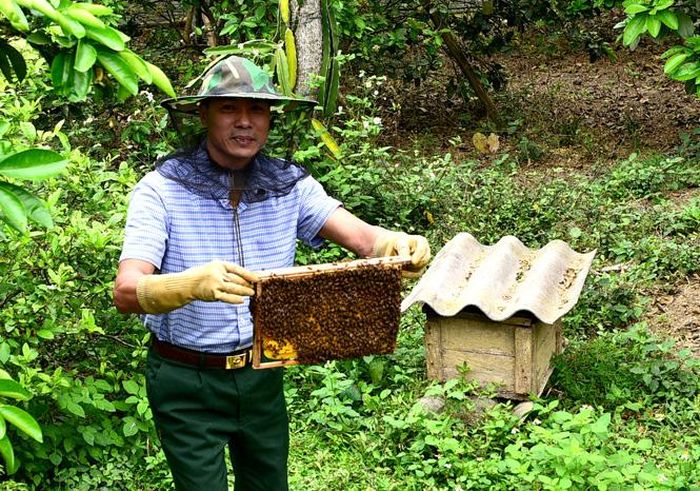 Trưởng thôn 9 Phạm Văn Hảo nuôi 60 đàn ong mật và trồng 200 gốc bưởi đường, Diễn, mỗi năm thu hàng trăm triệu đồng.
