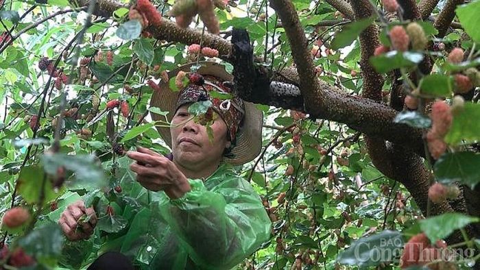 Trời nắng hay mưa người dân cũng phải ra vườn hái, chậm 1 – 2 ngày là dâu sẽ rụng đen gốc