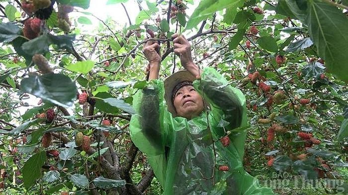 Thời gian thu hoạch dâu tằm thường kéo dài khoảng 1 tháng thì hết