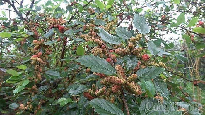 Theo người dân, dâu năm nay được mùa, quả sai trĩu cành...