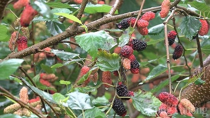 Sau khoảng 2 - 3 năm trồng, dâu tằm sẽ bắt đầu cho thu hoạch
