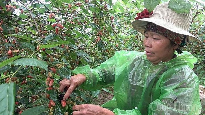 Trung bình mỗi gốc dâu sẽ cho thu hoạch khoảng 100kg quả/vụ