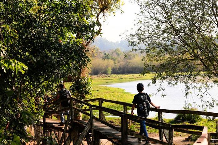 Bàu Sấu thơ mộng với rừng cây, hồ nước, trảng cỏ và những cây cầu gỗ