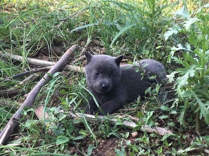 Em họ của Dúi sở hữu gương mặt nhu mì, nết na. (Ảnh: Chủng Tộc Đại Ngáo Husky) 