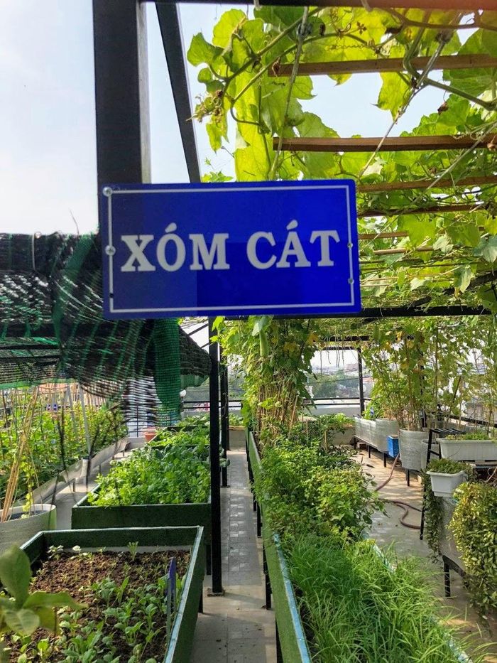 Chuyện người dân sinh sống tại TPHCM biến sân thượng, ban công làm thành những mảnh vườn trồng rau, cây cối… không mới mẻ. Tuy nhiên, một sân vườn rộng tọa lạc tại quận 12 này lại được gắn cả bảng tên làng, tên xóm với những cánh đồng đặc trưng Bắc bộ thì quả là lạ.