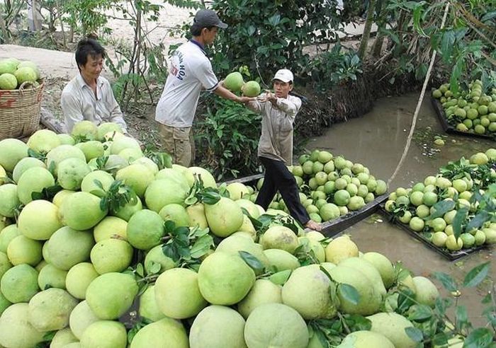 Thương lái thu mua bưởi da xanh ở Đồng bằng sông Cửu Long. Ảnh: Trung Hiếu/TTXVN
