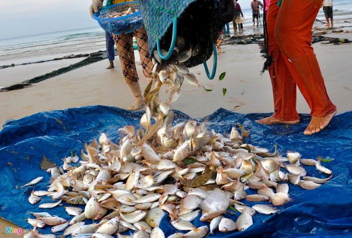  "Nhiều năm trước, mỗi mẻ lưới ngư dân thu cả tạ cá, bán được hơn chục triệu đồng. Tuy nhiên giờ đây nguồn thủy sản ven bờ dần cạn kiệt, mỗi mẻ lưới nhiều nhất họ bán cũng được 3 triệu đồng", ông Trần Anh (ngụ xã Bình Châu, huyện Bình Sơn) chia sẻ. 
