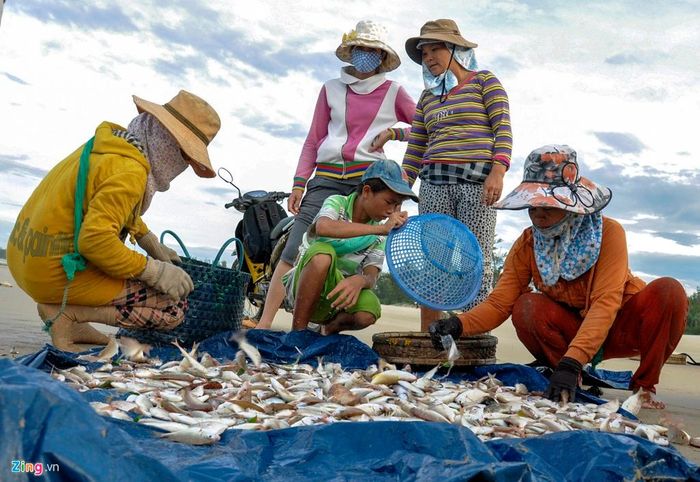  Họ phân loại, bán cá cho thương lái ngay tại bờ biển. Tùy theo loại thủy sản, trung bình mỗi ngày lao động, ngư dân được chia từ 200.000 đến 300.000 đồng/người. 