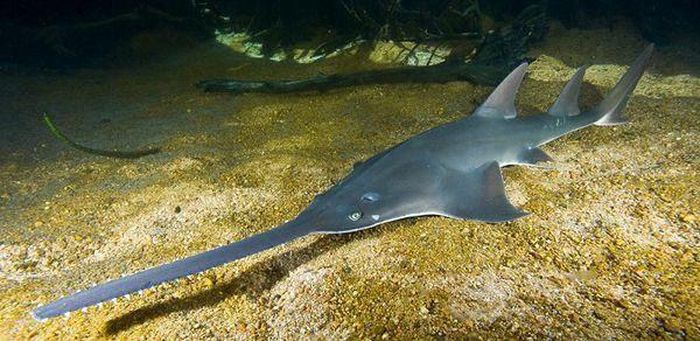 Tiến sĩ Simon Weigmann, làm việc tại Phòng thí nghiệm nghiên cứu Elasmobranch ở Hamburg, Đức khẳng định, hiện tượng cá mập lưỡi cưa có đến 6 mang là cực kỳ hiếm.
