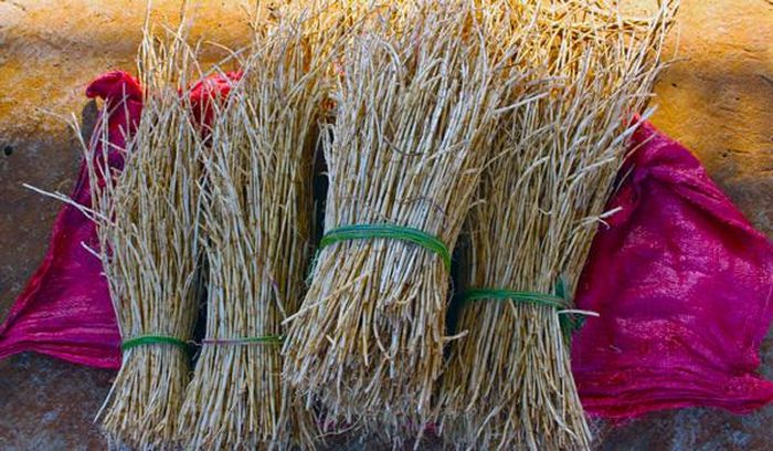 Để đào được những bó rễ cỏ tranh như thế này, người dân làng Jút 2 phải tốn nhiều công sức và mồ hôi. Ảnh T.B