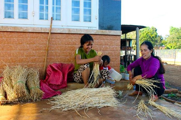 Chị Puih Thi (bìa trái) và mẹ đang bó rễ cỏ tranh để bán. Ảnh: T.B