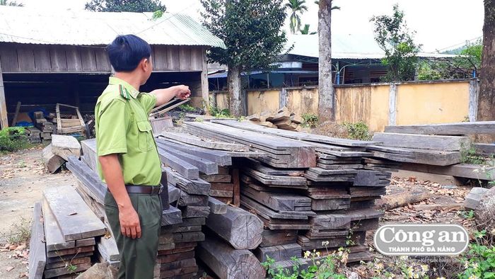 Hạt Kiểm lâm H. Phước Sơn tịch thu khối lượng lớn gỗ trái phép mới đây.