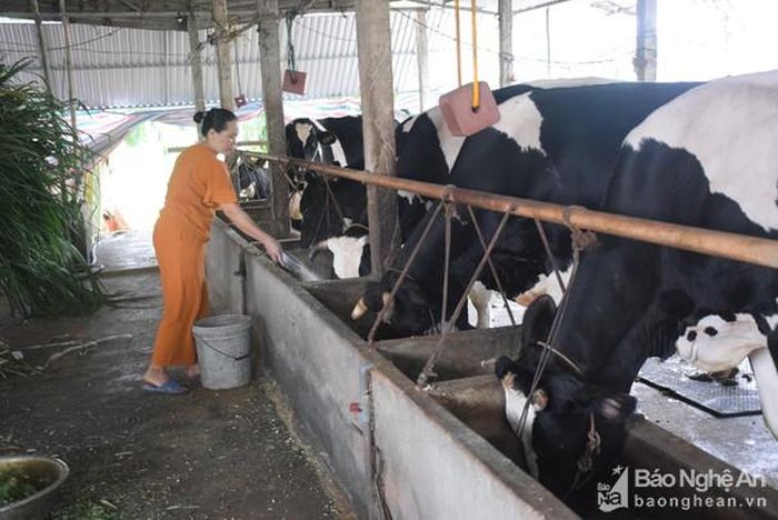 Người dân xã Quỳnh Thắng (Quỳnh Lưu) chăm sóc đàn bò sữa. Ảnh: Xuân Hoàng