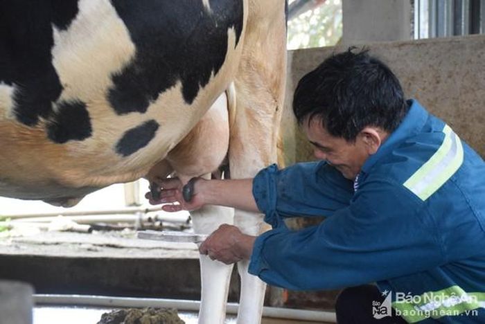 Ông Nguyễn Văn Nam ở thôn 3, xã Quỳnh Thắng cho rằng, để chất lượng sữa được tốt, người chăn nuôi phải thường xuyên chăm sóc bò thật tốt . Ảnh: Xuân Hoàng