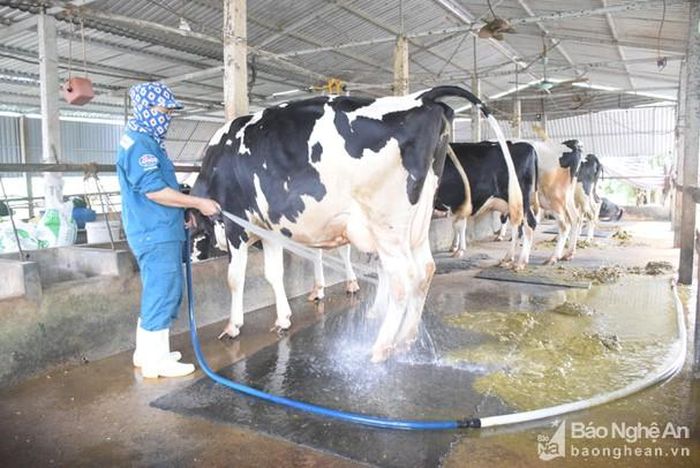 Đàn bò sữa do người dân đầu tư nuôi trên địa bàn tỉnh đang giảm dần. Ảnh: Xuân Hoàng