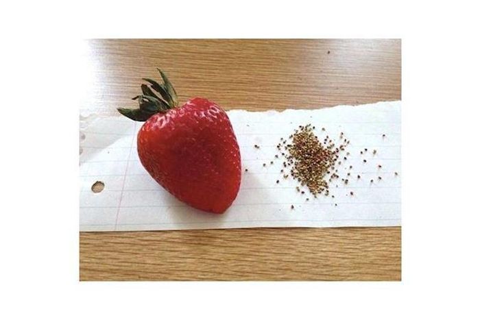 Dâu tây mà ăn kiểu này thì ăn bao giờ mới hết 1 quả!