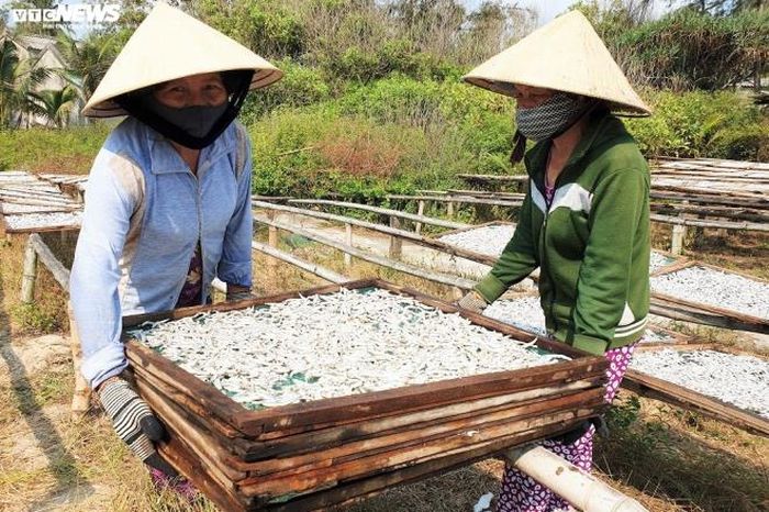 Ngoài việc rửa cá, họ dành phần lớn thời gian túc trực ở khu đất trống để phơi cá.