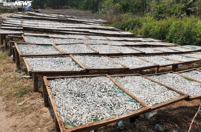 Theo kinh nghiệm phơi cá của bà Một và nhiều "thợ cá" khác, những ngày nắng gắt, cá sau khi hấp chỉ cần phơi một nắng (một ngày) là khô, có thể đóng thùng đưa đi tiêu thụ.