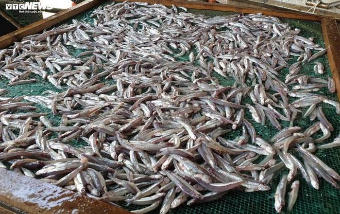Trung bình một ngày, các cơ sở hấp cá như anh Minh thu mua hàng tấn cá cơm, cá nục tươi của ngư dân ngay khi cá được đưa từ dưới khoang tàu lên bờ.