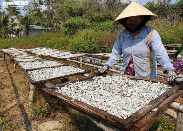 Suốt tuần nay, bà Trương Thị Một (67 tuổi, trú thôn Hà Bình, xã Bình Minh) gác lại việc gánh cá thuê và dành toàn bộ quỹ thời gian ban ngày để làm công cho lò hấp cá ở thôn Tân An. 