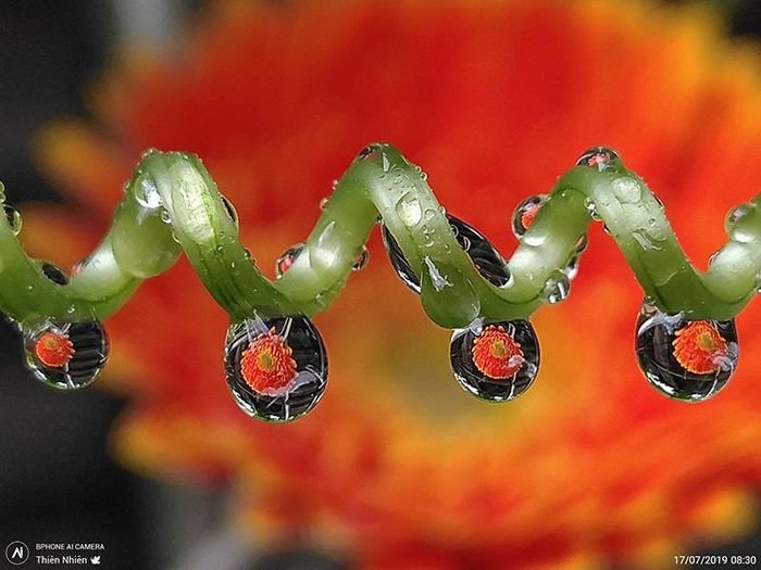 Một trong những tác giả của giải thưởng do nhóm mobile photography thế giới vinh danh với tên nick là Thiên Nhiên. Bức ảnh chụp phản chiếu hình đóa hoa trong bóng nước tạo ra góc nhìn khác biệt và khéo léo.