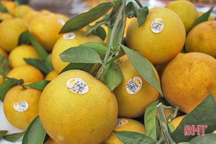 Với những gì thiên nhiên đã ưu ái, cộng với công sức chăm sóc, chọn lựa giống, ứng dụng KHKT... đã giúp nhiều loại cam được trồng ở các địa phương Vũ Quang chiếm ưu thế trong chương trình OCOP.