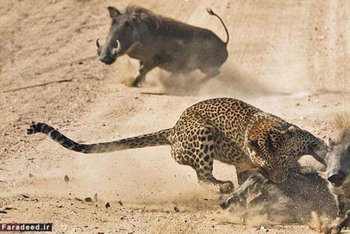 Theo tiết lộ của Koos Fourie, ngay sau khi thấy một trong những đứa con của mình bị báo hoa mai tóm gọn, lợn bướu mẹ đã nhanh chóng lao tới tấn công kẻ săn mồi.