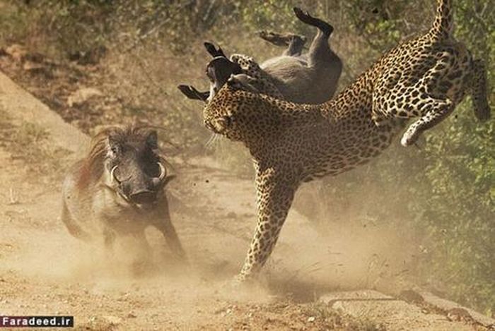 Cú húc cực mạnh đã khiến con báo văng lên không trung.