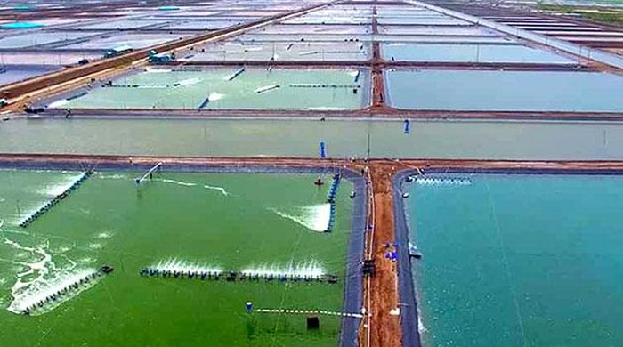 Đồng tôm thâm canh Cà Mau đến lứa thu hoạch nhưng khó bán bởi giá giảm sâu.