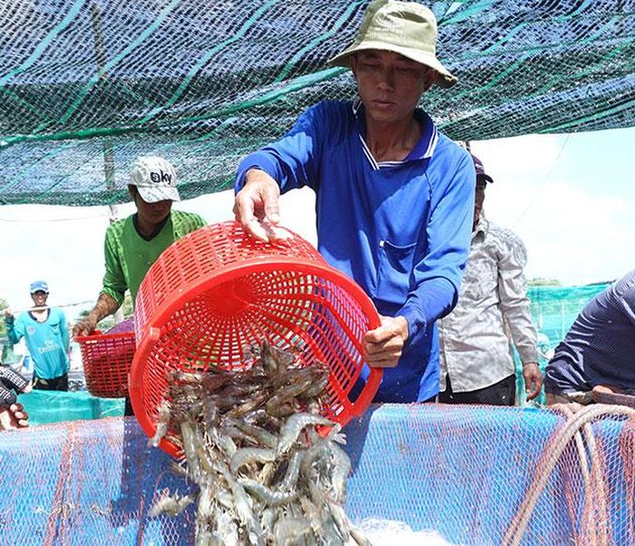 Tôm Cà Mau giảm giá sâu tác động bất lợi đến người nuôi tôm.