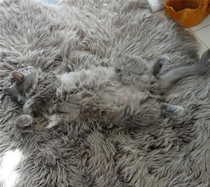 Đây là cách mèo lười muốn ngủ nướng nhưng không muốn bị chủ phát hiện.