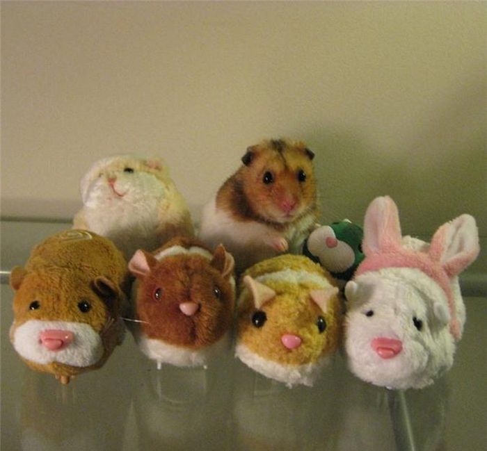 Đố bạn phân biệt được đâu là chuột hamster thật, đâu là đồ bông đấy?