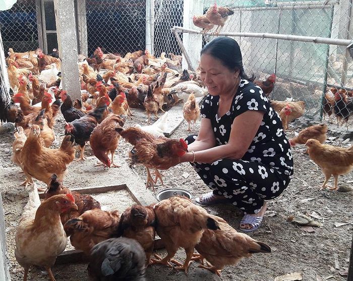 Nuôi gà ta đem lại nguồn thu nhập cao cho gia đình bà Trương Thị Sẻ. Ảnh: T.L