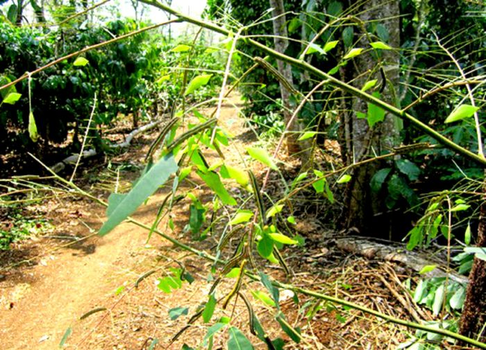 Những chú sâu dần hóa thành nhộng muồng