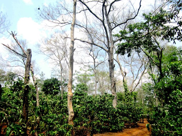 Những cây muồng trụi lá vì sâu