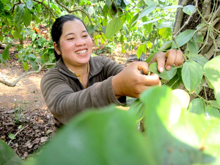Nhộng muồng bám trên lá tiêu