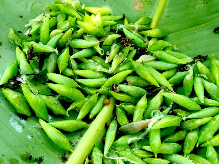 Sâu nhộng muồng không gây hại đến cây trồng