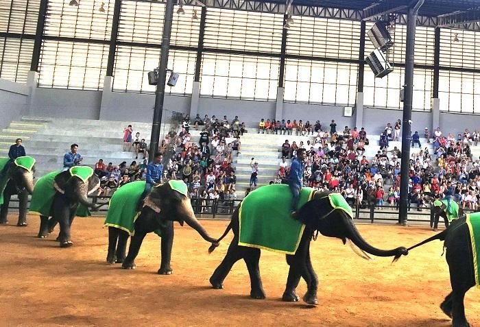 Biểu diễn voi phục vụ du khách nước ngoài tại một địa điểm du lịch ở thành phố Pattaya của Thái Lan vào mùa cao điểm du lịch cuối năm 2016. Ảnh: Ngọc Quang.