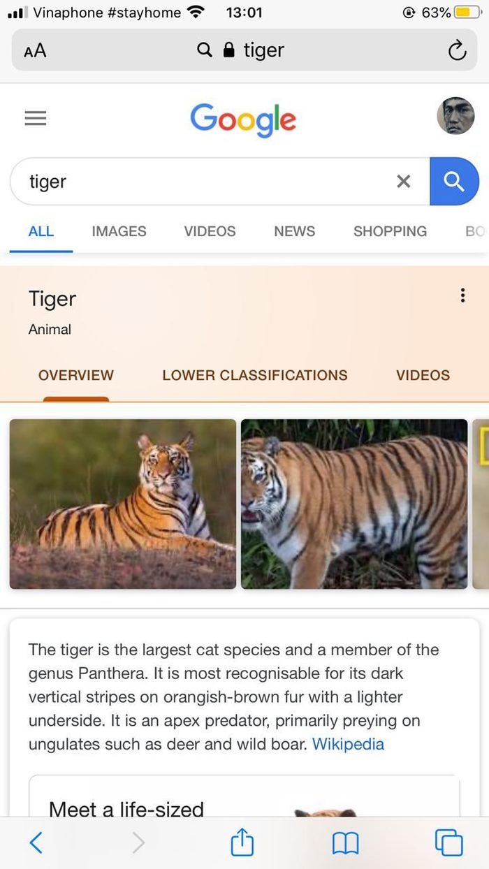 Tại ô tìm kiếm, gõ từ khóa là tên con vật mà mình yêu thích, ví dụ tiger (hổ). Ảnh: Thái An.