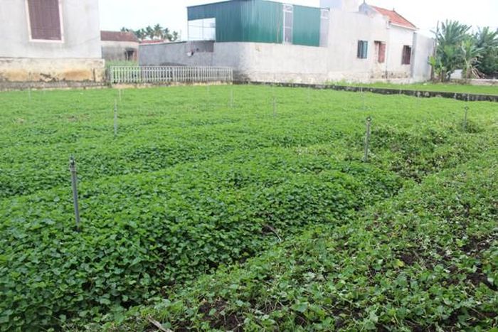 Hiện tại, chị Lan trồng 3 sào rau má, mỗi sào đạt sản lượng 5 - 6 tạ/lần thu hoạch. Ảnh: Hồng Diện