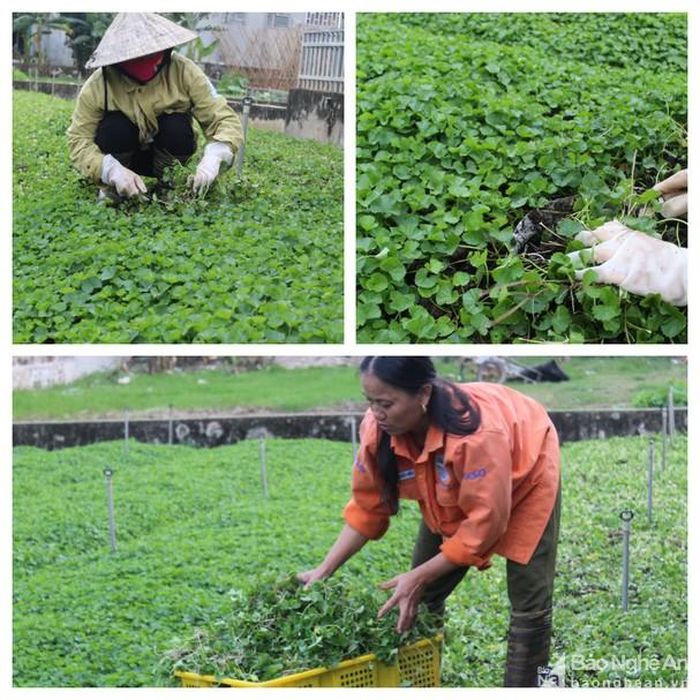 Hiện nay, ngoài vườn rau của chị Lan, một số hộ dân ở xã Quỳnh Văn cũng mạnh dạn chuyển đổi một số diện tích trồng rau, quả kém hiệu quả sang trồng rau má. Ảnh: Hồng Diện