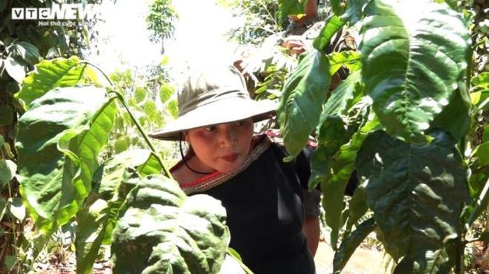 Không hề sợ hãi, người phụ nữ Ê Đê xinh đẹp này mê mải bắt những chú sâu muồng bám trên lá cây. Chị len vào giữa các cành cà phê, chăm chú tìm kiếm.