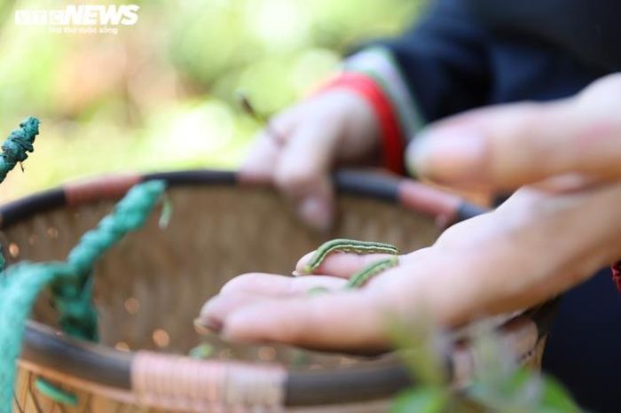 Các rẫy hồ tiêu, cà phê mùa này đều có rất nhiều sâu muồng, chỉ cần chịu khó tìm sẽ bắt được kha khá.