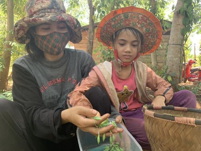 Được nghỉ học do dịch Covid-19, bé gái trong ảnh cùng mẹ lên rẫy cà phê để bắt sâu muồng về bán.