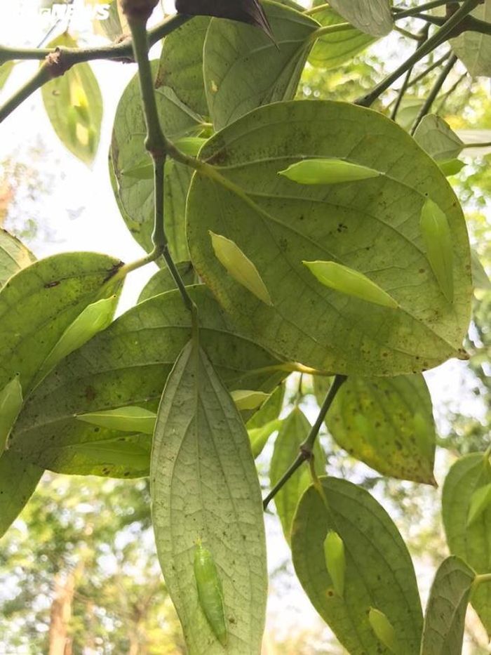 Kén sâu muồng rất đặc biệt, có màu xanh lá cây, bám vào mặt dưới những chiếc lá. Bà con người Ê Đê cũng không bỏ qua những chiếc kén có dáng thuôn nhọn này.