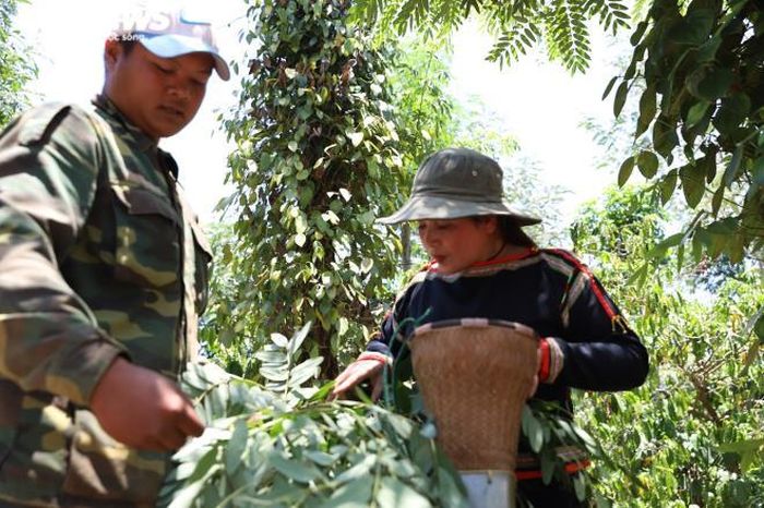 Vào thời gian này, đồng bào Ê Đê ở buôn Ea Ding, Cư Mgar khi đến rẫy thu hoạch tiêu thường tranh thủ bắt sâu muồng và kén sâu muồng về xào ăn.