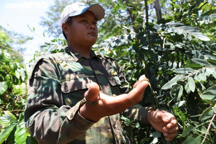 Để những con sâu bám lên tay, nam thanh niên này cho biết, ngay từ lúc nhỏ anh đã cùng gia đình vào rẫy để bắt sâu muồng, do đó không còn cảm giác kinh sợ. 