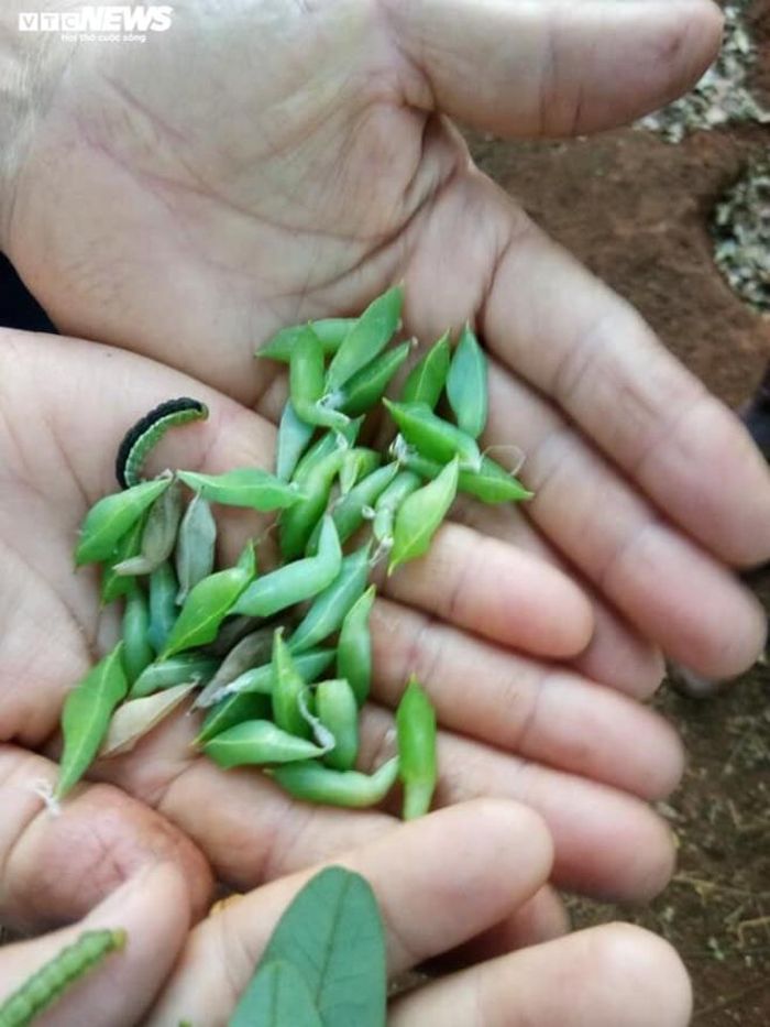 Gọi là sâu muồng bởi loài sâu này sống trên cây muồng - loài cây thường được trồng để lấy bóng mát và làm trụ cho tiêu bám vào. Muồng thường được trồng đan xen giữa rẫy cà phê.